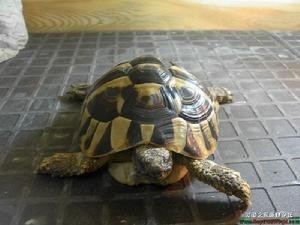 赫曼陆龟
