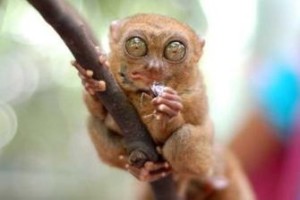 眼镜猴