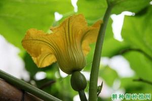 常异花授粉植物