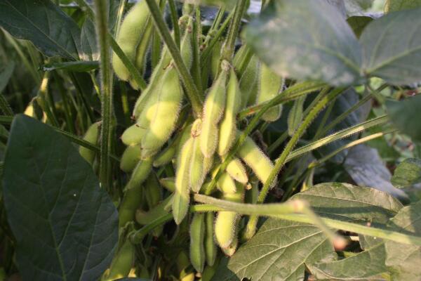 大豆 豆科大豆属植物 搜狗百科