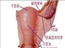 生殖道肿瘤