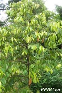 铁凌 Hopea reticulata