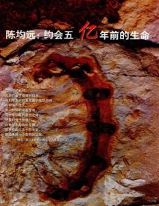 陈均远