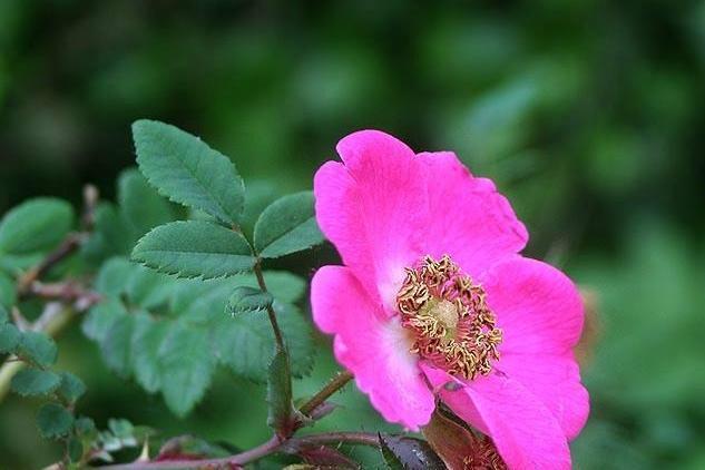 腺叶扁刺蔷薇 搜狗百科