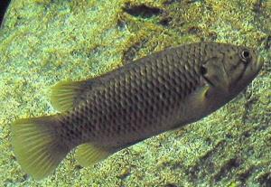 岬圆鳞攀鲈（Sandelia capensis）