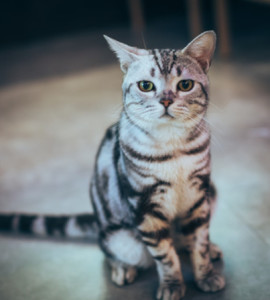 虎斑猫