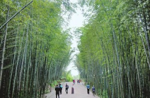 蜀南竹海