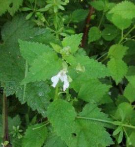 川西凤仙花 凤仙花科凤仙花属植物 搜狗百科