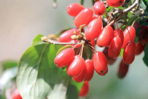 州花——山茱萸