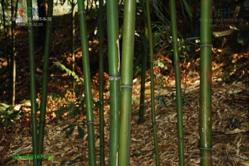 薄箨茶竿竹_搜狗百科