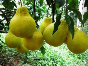 度尾文旦柚