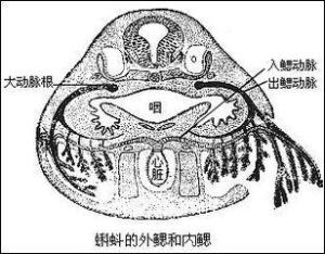 鱼鳃手绘图编辑1基本内容1基本内容录目外鳃起源于外胚层特 点the