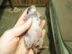 仔兔黄尿病又称仔兔急性肠炎,主要是仔兔哺吮患乳腺炎母兔的乳汁而