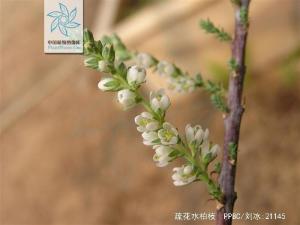 疏花水柏枝花果