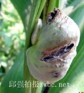 玉米黑粉菌