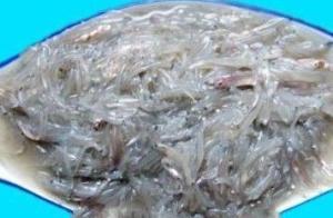 定海湾丁香鱼