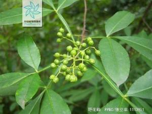 野花椒花果