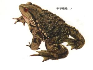 中华蟾蜍