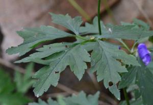 別稱:北烏頭(中藥志)草烏(東北,華北),藍靰鞡花,雞頭草,藍附子,五毒