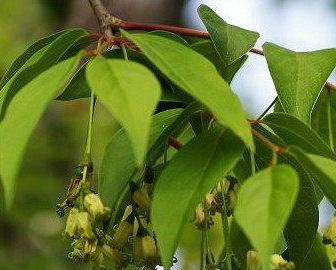 落叶小乔木,高2-6m.树皮暗灰褐色;多分枝,小枝干后黑褐色,具白色皮孔.