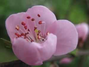 粉色桃花的花药是紫红色