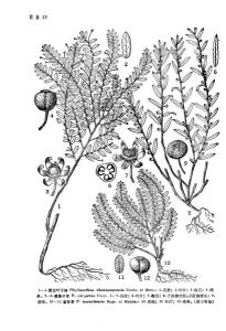蜜甘草