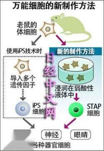 万能细胞的制作方法