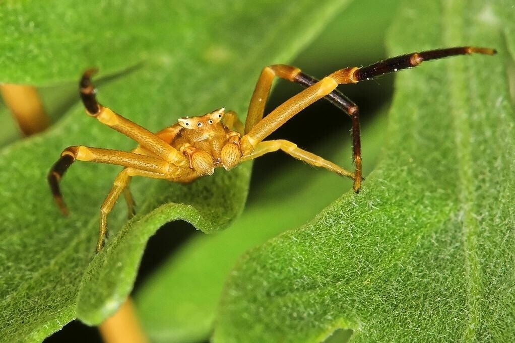 蟹蛛科 蜘蛛目下的一科 搜狗百科 蟹蛛科 蜘蛛目下的一科 搜狗百科
