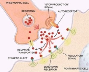 synaptic cleft突触间隙