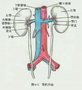 泌尿系统