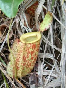 N. ampullaria x N. neoguineensis