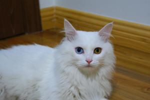 临清狮猫
