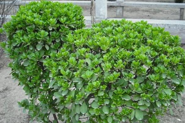 冬青卫矛 搜狗百科