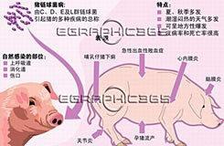 猪链球菌