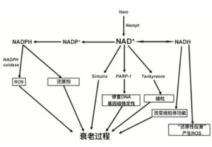 可控核聚变