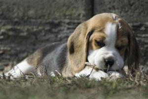 小猎犬