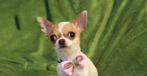 玩具贵宾犬 小型犬品种 搜狗百科