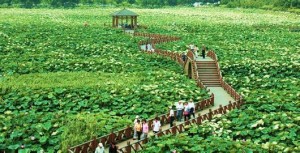 荷塘月色湿地公园
