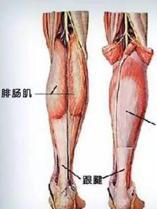 腓肠肌