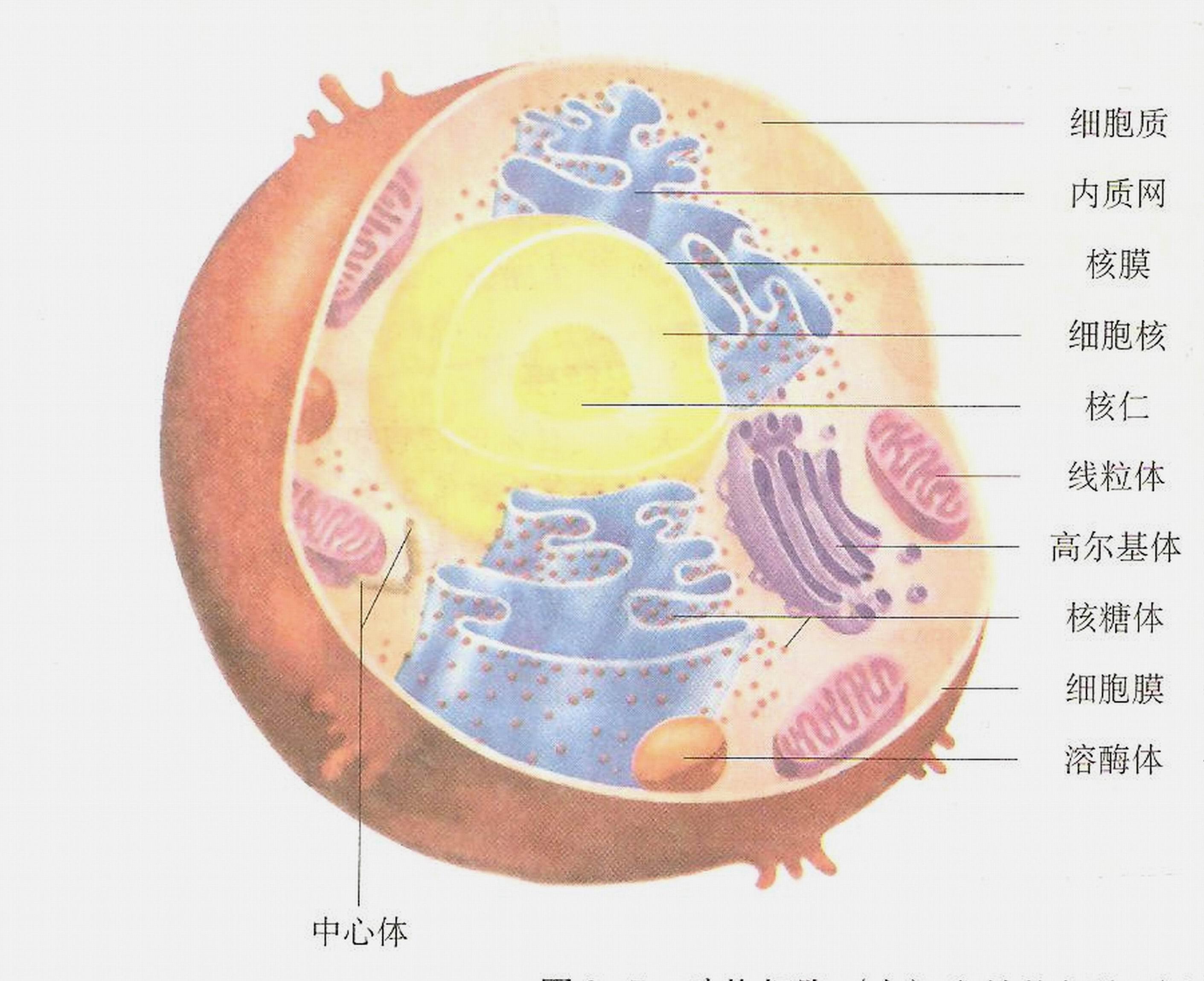 七年级动物细胞结构图图片