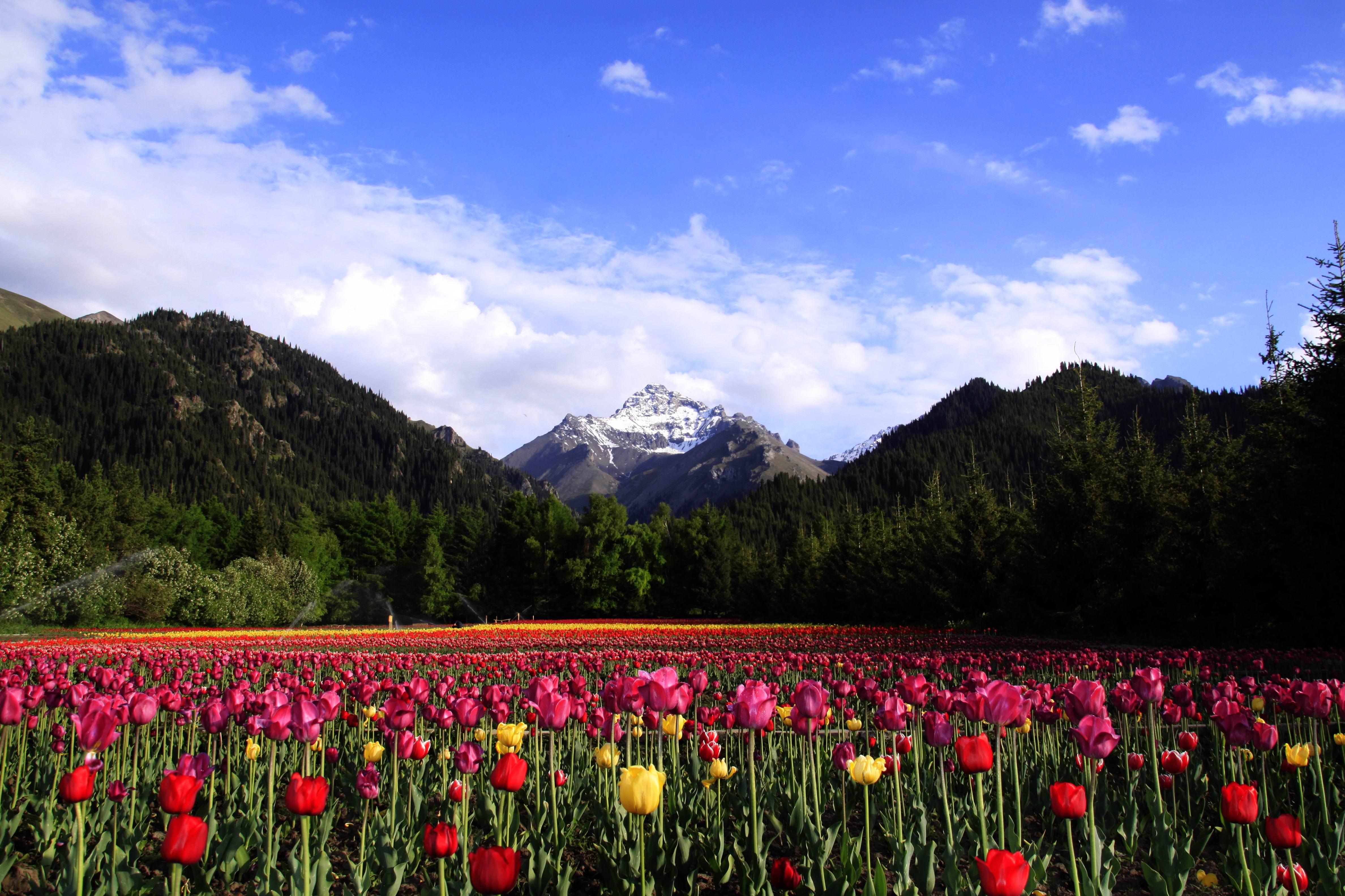 新疆乌苏佛山国家森林公园