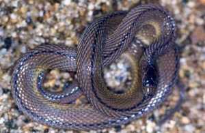 海南脊蛇图片