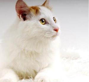土耳其金棕色猫