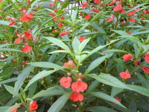 透明凤仙花