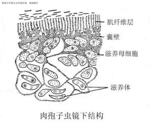 肉孢子虫镜下结构