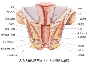 输卵管