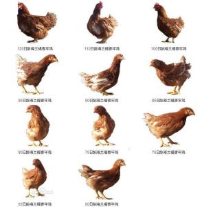 鸡的各阶段生长图图片