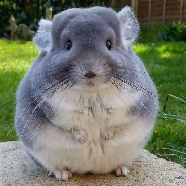毛丝鼠