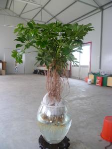水培花叶鹅掌柴
