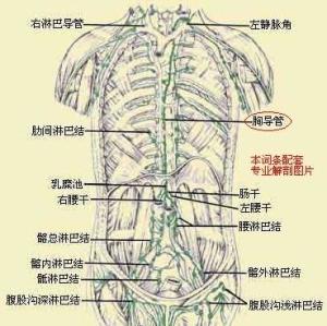 乳腺大导管构造示意图图片